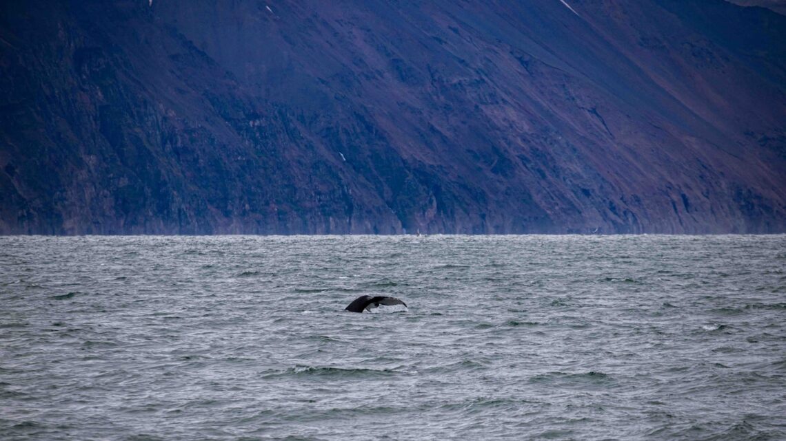 Les Plus Beaux Récifs Coralliens pour un Écotourisme Marin