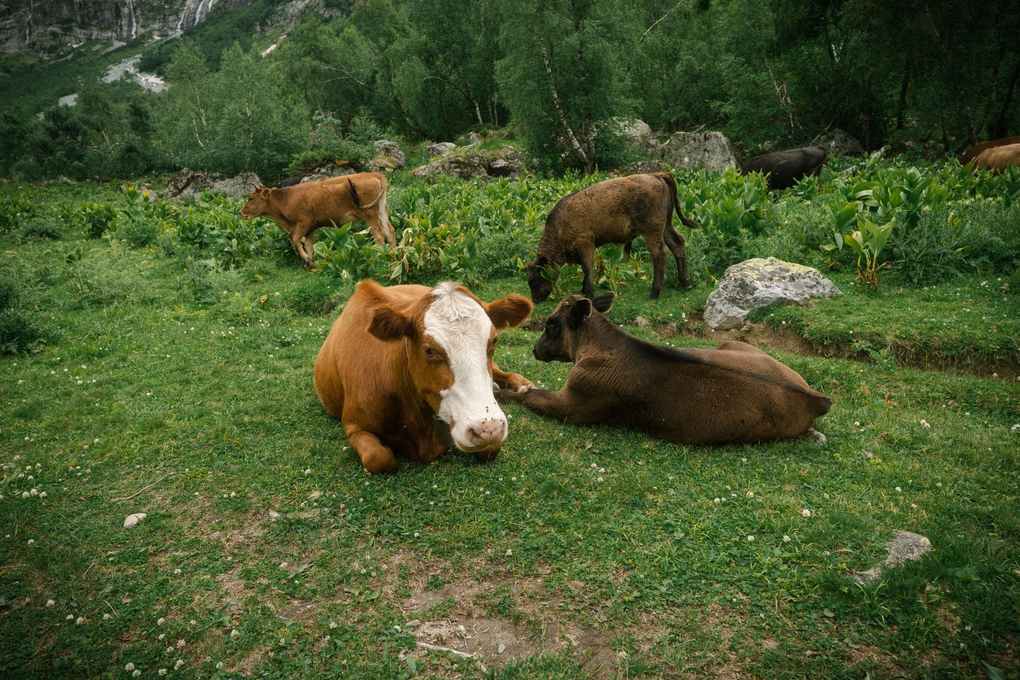 Vaches sur une prairie herbeuse, une allongée, deux debout, forêt en arrière-plan
