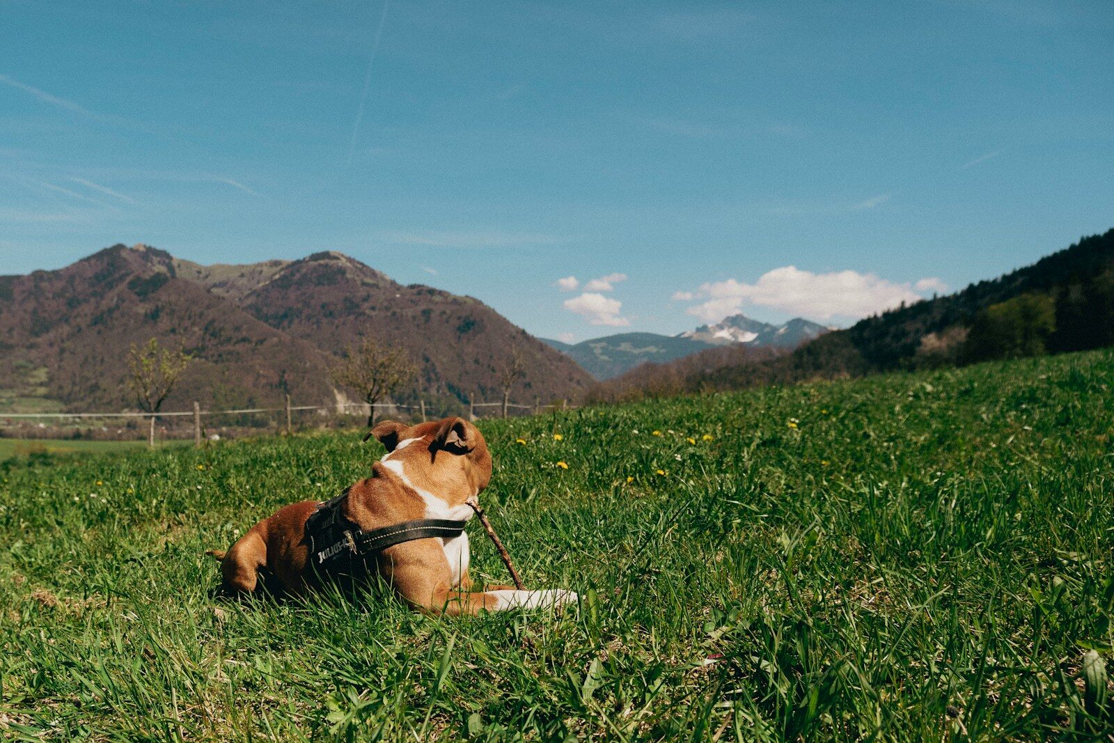 a dog lying in a grassy field