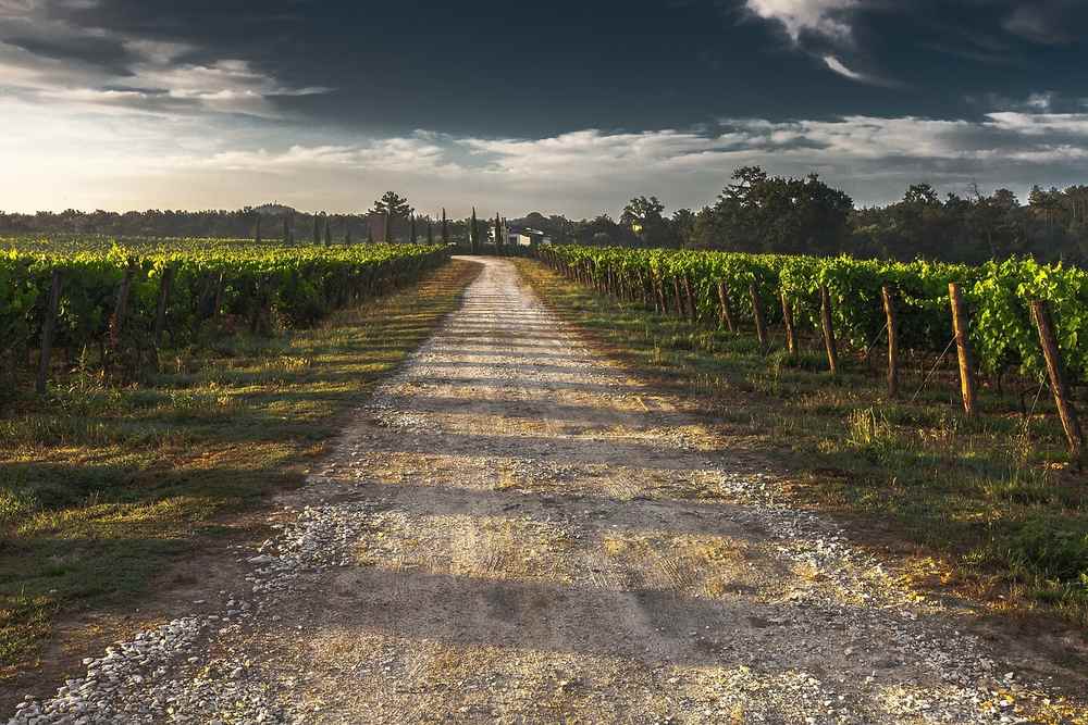 Sentier de gravier longeant des rangées de vignes sous un ciel couvert Sentier de gravier longeant des rangées de vignes sous un ciel couvert